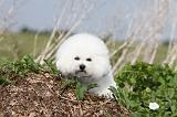 BICHON FRISE 183